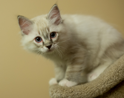 ragdoll kitten